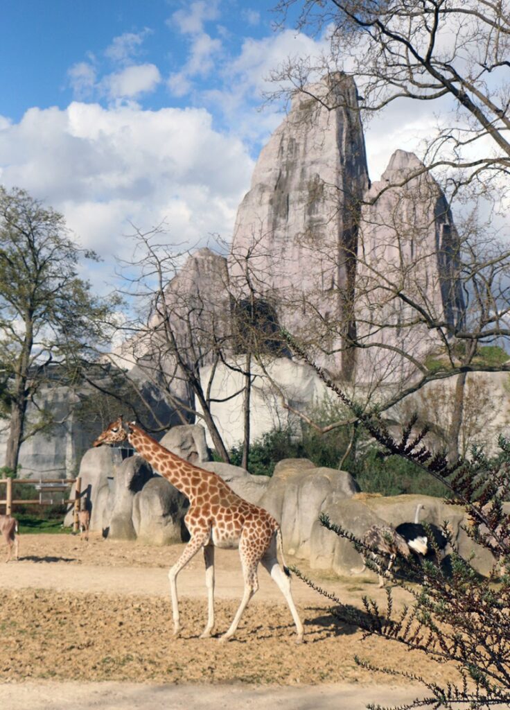 Girafa caminhando no Zoológico de Paris